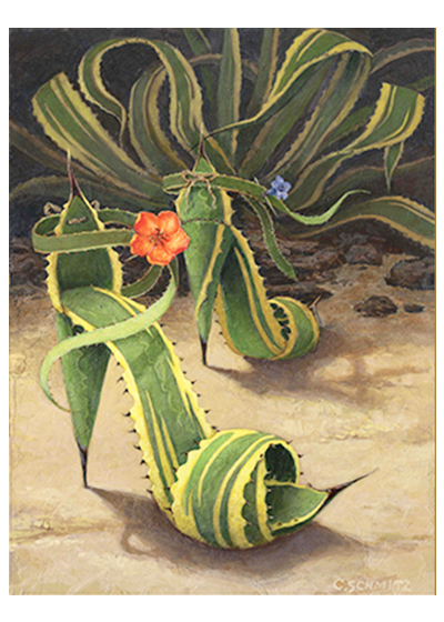 Agave Spikes